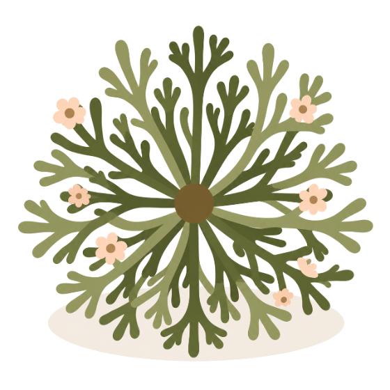 An open rosette of the rose of Jericho, its feathery green fronds spread wide from a warm brown centre.