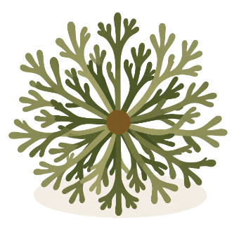 Stage three, greening: an open radial rosette of green fronds around a brown centre.