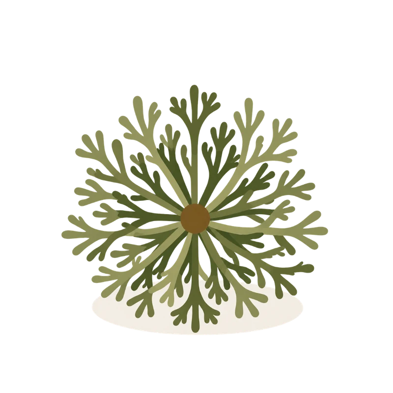 The plant greening: an open radial rosette of green fronds around a brown center.