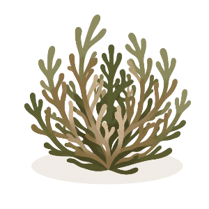 The rose of Jericho part-way open, its fronds standing upright and greening again after drought.